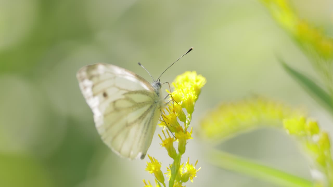 큰  ⁇  나비 (pieris brassicae) 는 유럽, 북아프리카, 아시아 전역에서 흔히 볼 수 있는 큰  ⁇  나비입니다. 종종 농업 지역, 초원 및 공원에서 볼 수 있습니다.