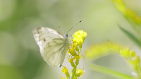 pieris brassicae, the large white butterfly, also called cabbage butterfly. large white is common throughout europe, north africa and asia often in agricultural areas, meadows and parkland.