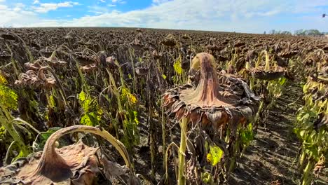 fully dried sunflowers on the field in ukraine ready to be harvested and become sunflower oil the mature full dry sunflower plant with seeds in the head sprouts on the field under the open sky before harvest
