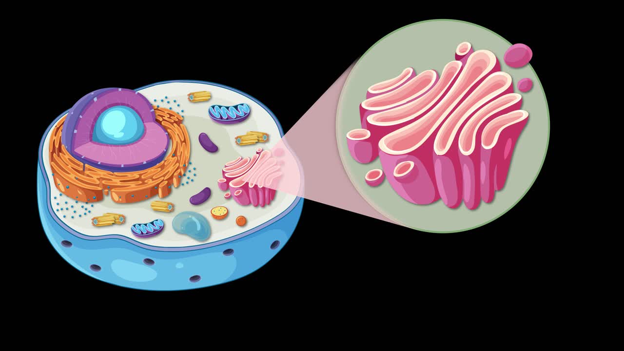 Colorful animation illustrating the structure and function of the Golgi apparatus within an animal cell on a black background