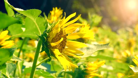 jardín de campo de girasoles y insectos de abejas.