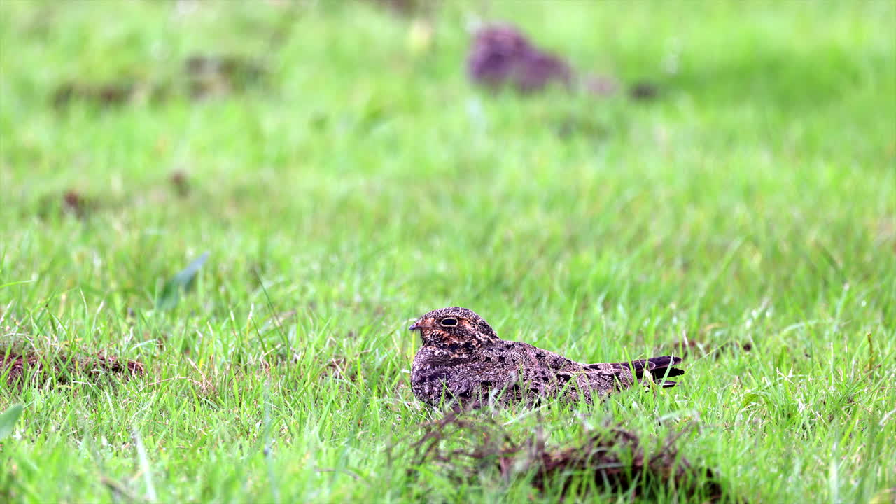 nacunda halcón nocturno pájaro nocturno sentado en la hierba día luz tropical exótico