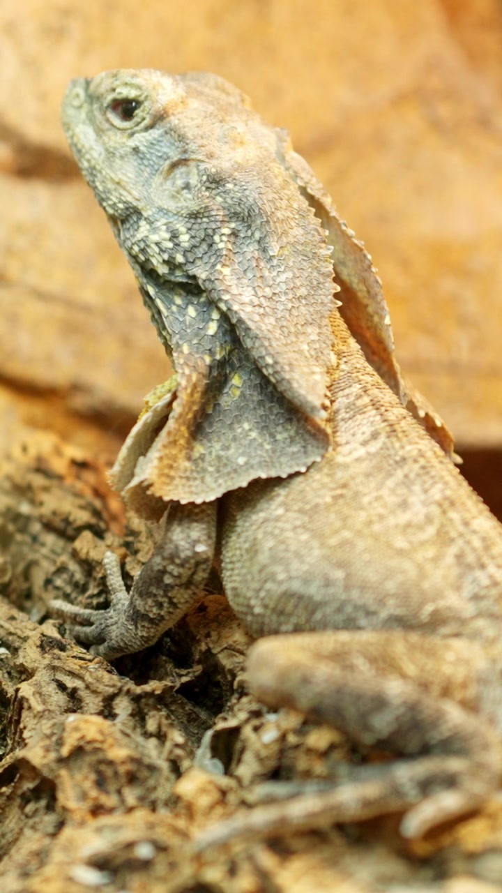 Frilled neck lizard and spiny tailed lizard resting on a rock