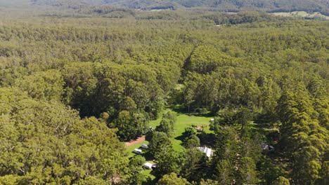aerial: campsite with a forest beneath the gum trees (eucalyptus) during the day in australia, orbit drone shot