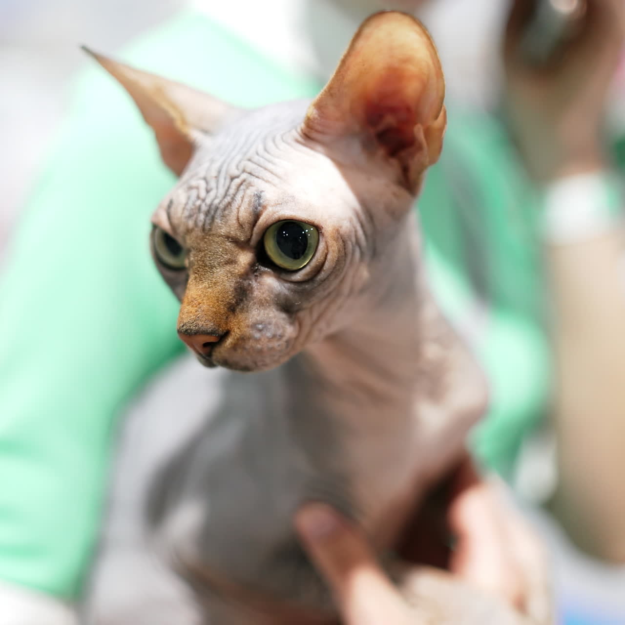 Mulher bonita e gato Sphynx em casa. Gato de estimação e jovem dona relaxando juntos. Close-up. Gato em seus braços.