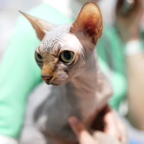 beautiful woman and sphynx cat at home. pet cat and young owner relaxing together. close up. cat in her arms.