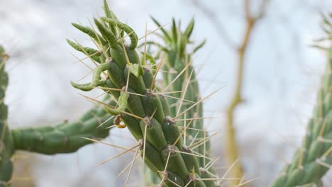 close up shot of a cactus with sharp spines