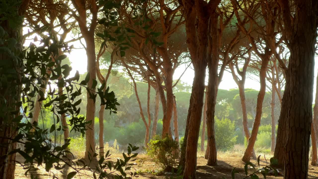 Vista de árboles altos en un parque tranquilo y soleado