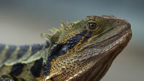 close up shot capturing the details of a wild australian water dragon, intellagama lesueurii basking on the roadside in the park