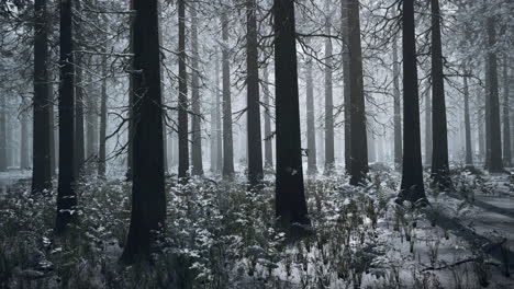 Bosque-De-Invierno-Congelado-En-La-Niebla