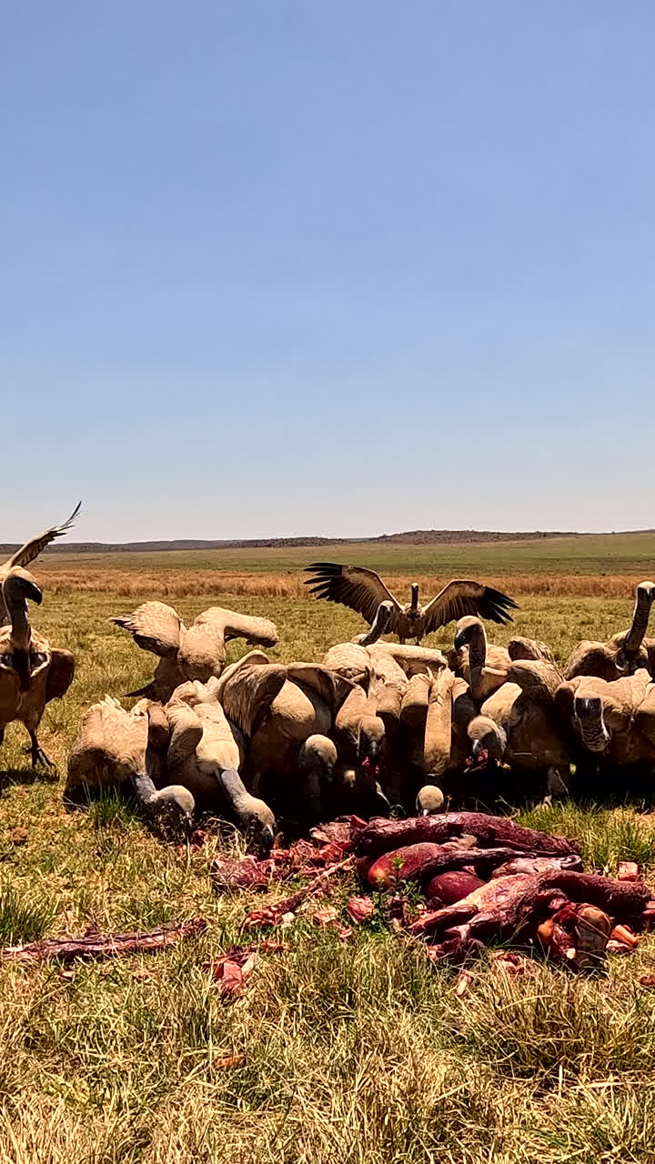 Vertical POV, White-backed vultures land in field to feed on carcass remains
