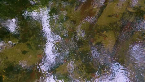 clear river water with reflections in rainforest