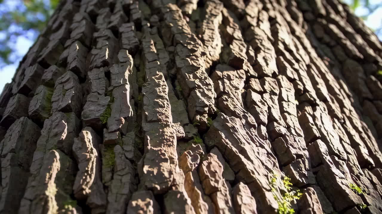 primer plano de la textura de la corteza de los árboles