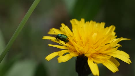 Primer-Plano-De-Un-Escarabajo-De-Hoja-De-Aliso-Verde-Sentado-En-Una-Flor-De-Diente-De-León-Amarillo-En-Cámara-Lenta