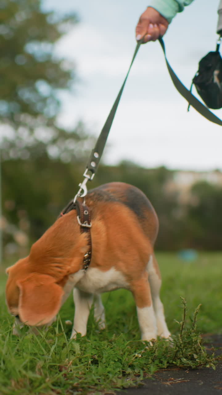 beagle che annusa l'erba al guinzaglio, passeggiata nel parco con mano del proprietario visibile, manto tricolore, primo piano dal basso, naso curioso che segue le tracce dell'odore, calma luce solare pomeridiana, sentiero suburbano, animale domestico da compagnia