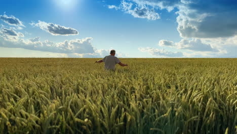 vast agricultural field of grain under the hot summer sun. old man walks by the farmland of barley.