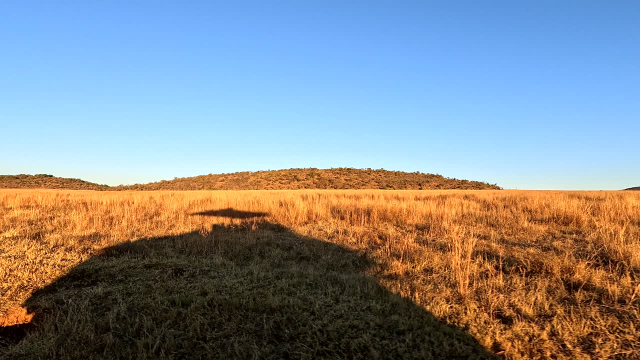 Long shadow of game drive vehicle on safari in grass field on game reserve, POV