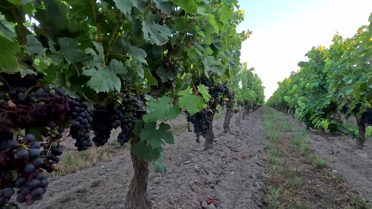 las vides al atardecer en saint-émilion, francia
