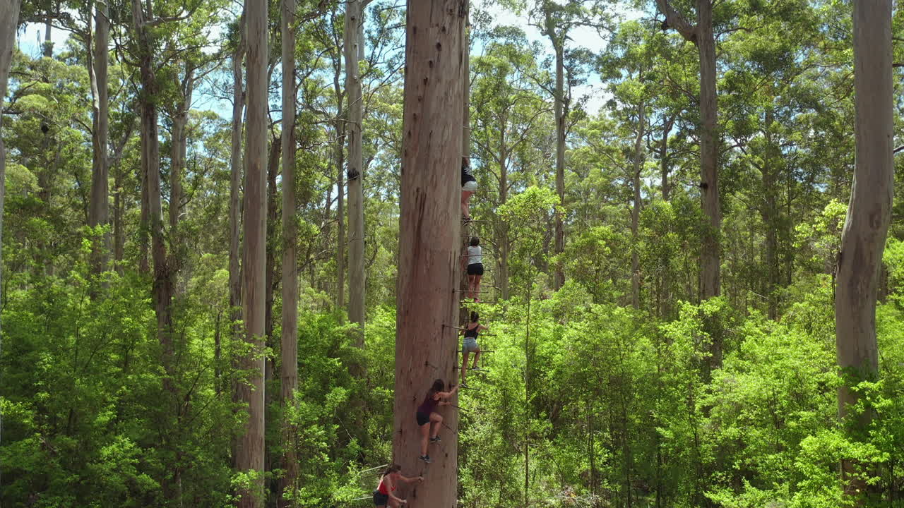 chicas en fila trepando a un árbol muy alto