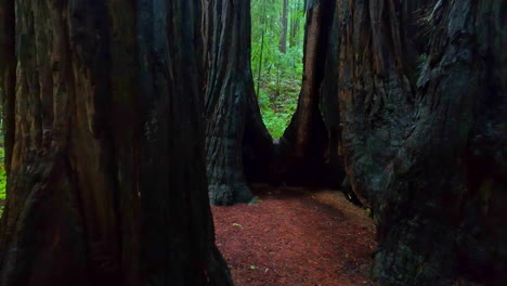 pov disparado caminando en medio de árboles gruesos en muir woods monumento nacional, ca, ee.uu.