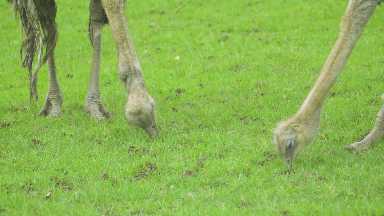 Struzzo comune (Struthio camelus) che pascola e mangia sull'erba verde al rallentatore. Perfetto per progetti incentrati su biodiversità, conservazione della natura, comportamento animale