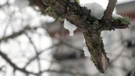 close up shot of snow lying on wooden branch and thawing during warm day after cold snow storm