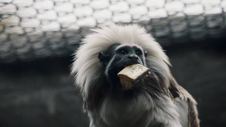 Cotton-top Tamarin In Captivity Eating Fruit And Jumps Away