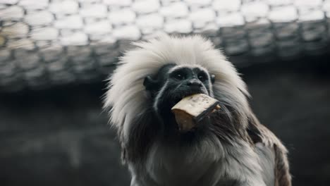 Cotton-Top-Tamarin-In-Gefangenschaft,-Frisst-Früchte-Und-Springt-Weg