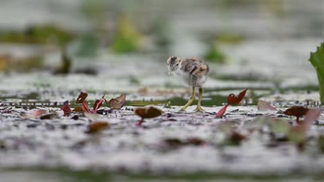 Polluelos-De-Jacana-De-Cola-De-Faisán-Alimentándose-En-Un-Día-Lluvioso-En-Hojas-Flotantes