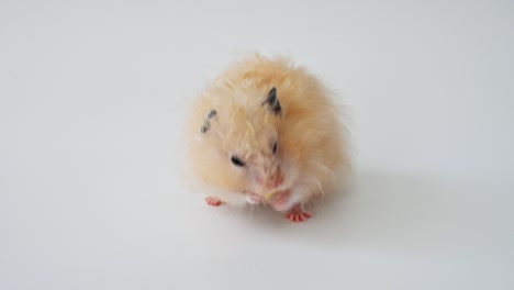 el hámster beige dorado gracioso come un pedazo de pan seco sobre un fondo blanco. mascota pequeña popular, roedor, ratón, mamífero, hámster sirio. concepto de cuidado y amor por las mascotas. hámster lindo