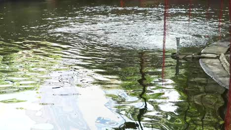 water ripples in a serene hong kong pond