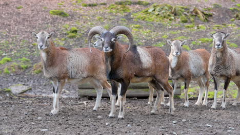 Machos-Cabríos-Y-Cabras-De-Pie-En-Una-Fila-En-Un-Parque-De-Vida-Silvestre,-Mirando-A-Cámara,-Cámara-Lenta