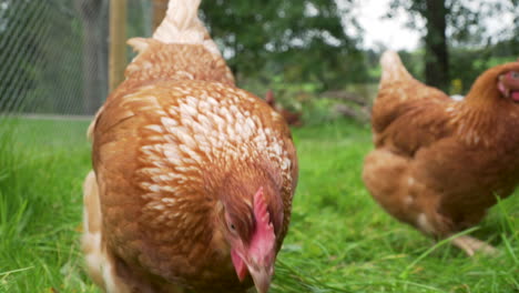 Close-up-of-free-range-chicken-walking-towards-camera-in-grassy-enclosure
