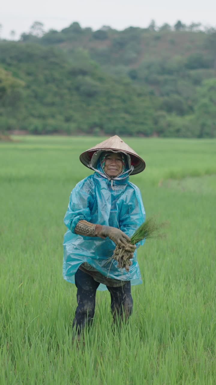 Woman working in a rice field wearing a traditional Asian conical hat