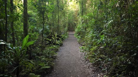 handheld footage along the dave's creek circuit walk in lamington national park, gold coast hinterland, australia