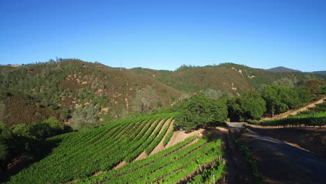 An-aerial-along-a-hillsideover-rows-of-vineyards-in-Northern-California's-Sonoma-County-1