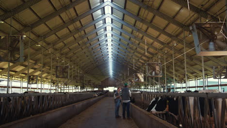 veterinarios de animales chequeando vacas en el cobertizo de la granja lechera. profesionales de la agroindustria en el trabajo