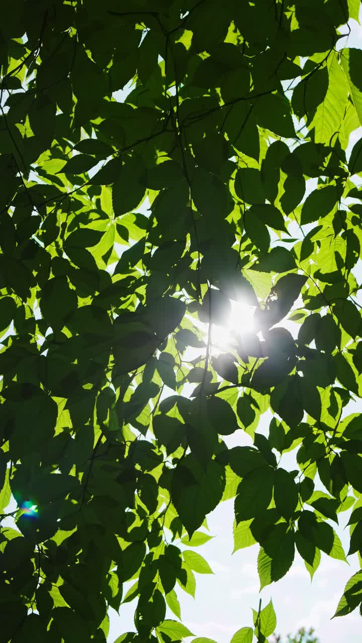 Sunlight filters through lush green leaves, captured from a low-angle shot, creating a serene