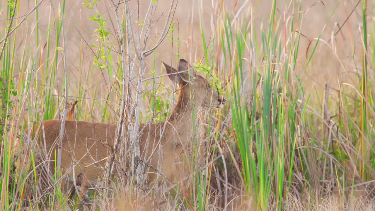 녹색과 노란색 잎을 먹는 흰 꼬리 사슴 포유류