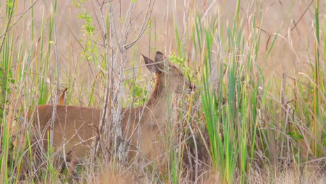 white-tailed-deer-mammal-eating-green-and-yellow-leaf-shoots-off-branch