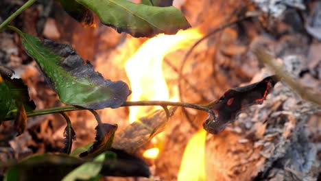 closeup of a leaf on a branch catches on fire surrounded by ash and scorched earth