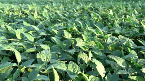 a field of soybean plants in the light of the evening sun