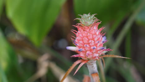 Red-pineapple-close-up-with-blurry-background.