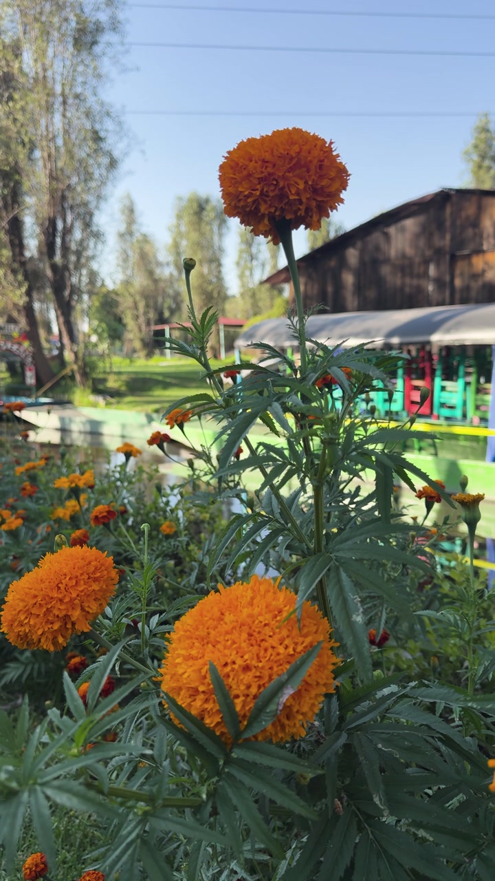 Orange Marigold cempasuchil flowers blooming in nature