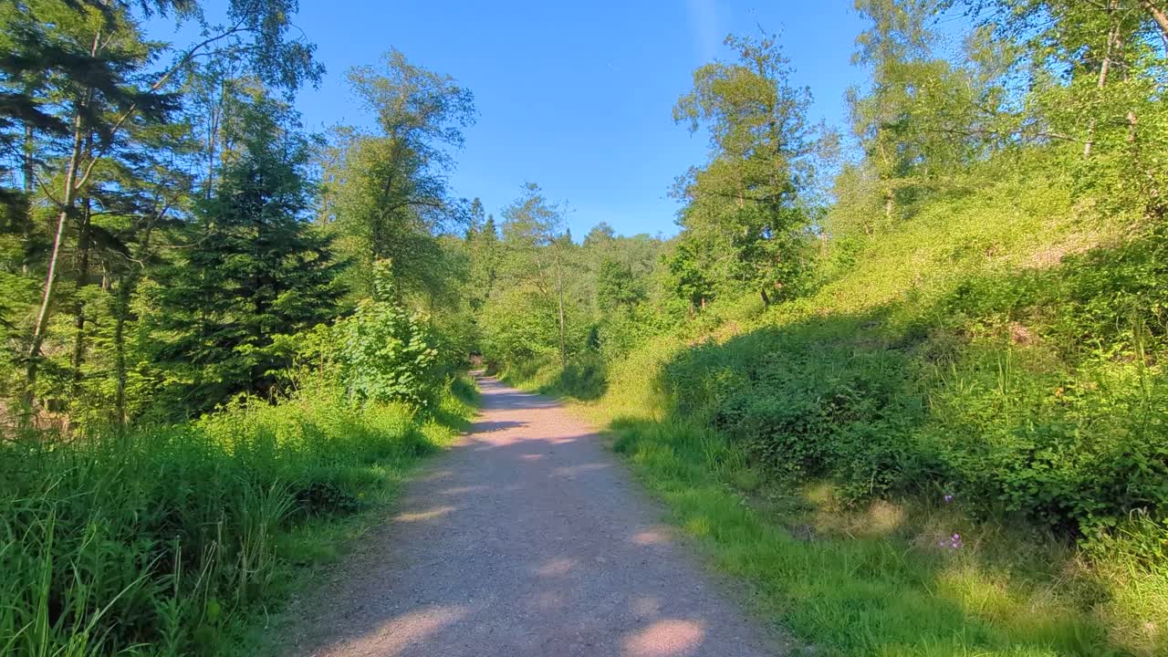 Ultra Wide View of Forest Path with Camera Tilting Slowly Upwards Towards Blue Sky with Various Types of Trees and Plants.
