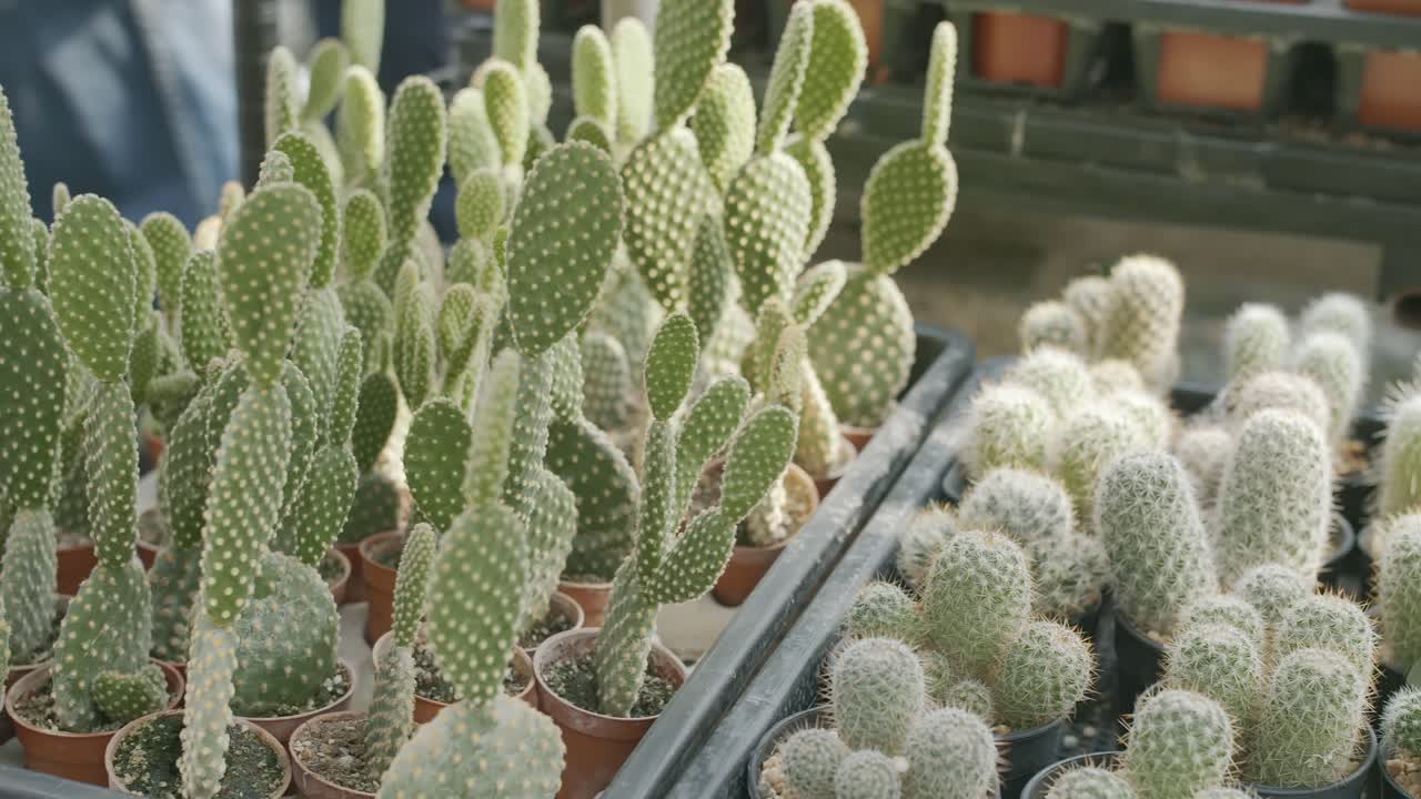 Un gruppo di piante di cactus "orecchie di coniglio" in vasi con piante di cactus Cephalocereus senilis in un vaso, ripresa con slider