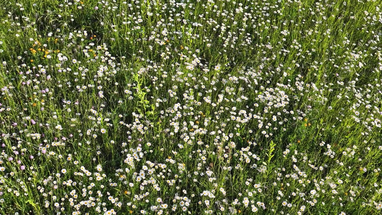 Field of Wild Daisies Swaying in the Gentle Breeze