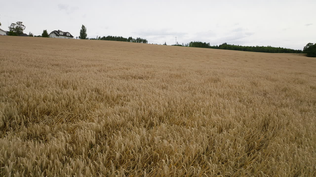 Golden Farm Fields With Ripe Wheat Crops Ready To Harvest In Eastern Norway