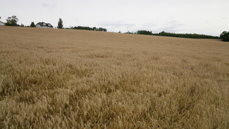 Campos-Agrícolas-Dorados-Con-Cultivos-De-Trigo-Maduros-Listos-Para-Cosechar-En-El-Este-De-Noruega