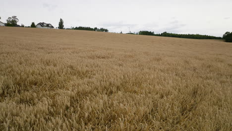 campos agrícolas dorados con cultivos maduros de trigo listos para la cosecha en el este de noruega
